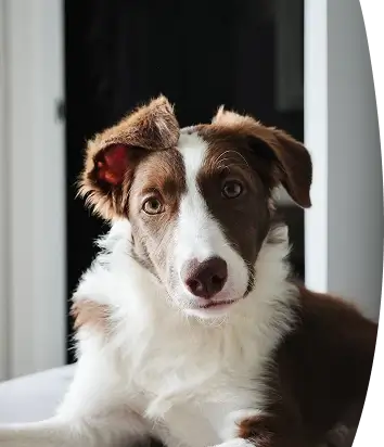 Brown and white dog