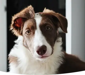 Brown and white dog