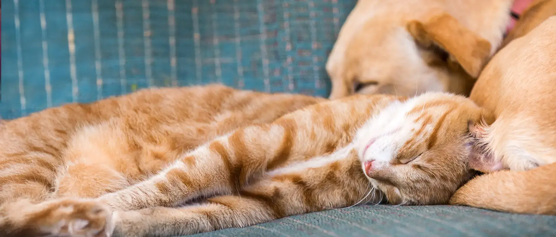 A ginger cat sleeping beside a dog