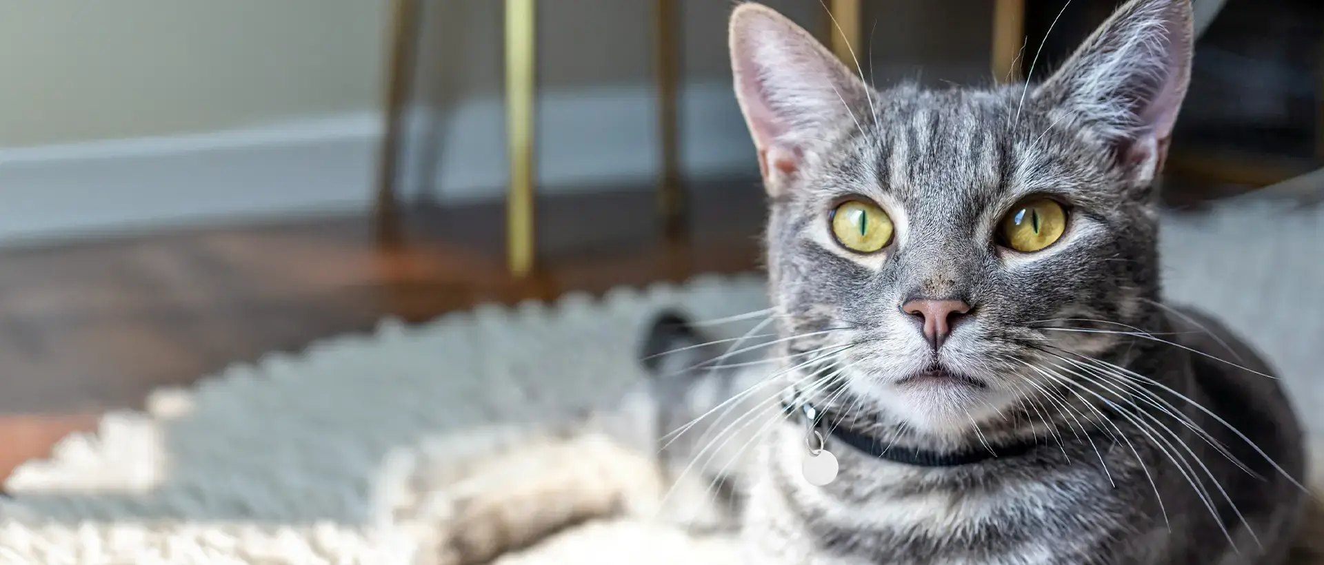 Cat lying on a mat partially in the sun