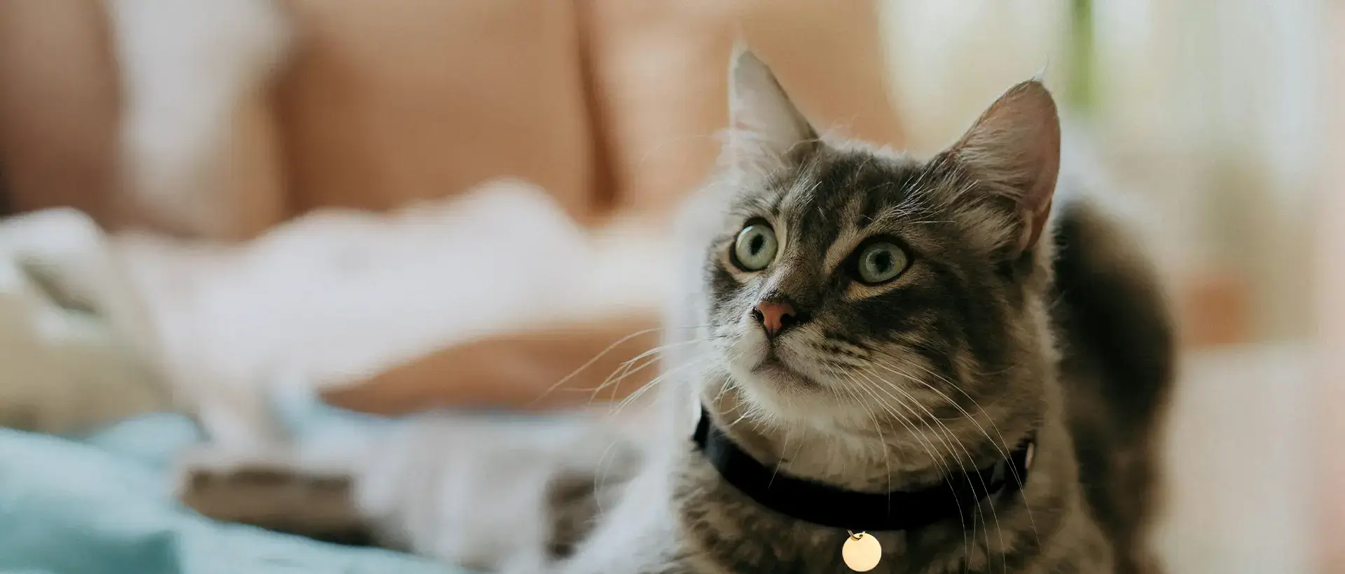 Cat sitting on table