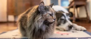 A fluffy cat in focus, with a dog sleeping in the background