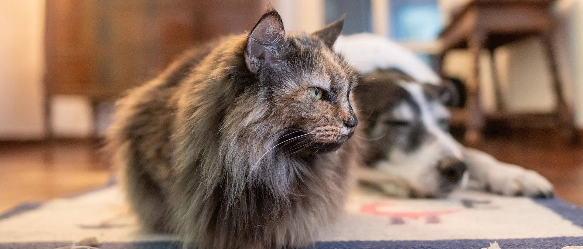 A fluffy cat in focus, with a dog sleeping in the background