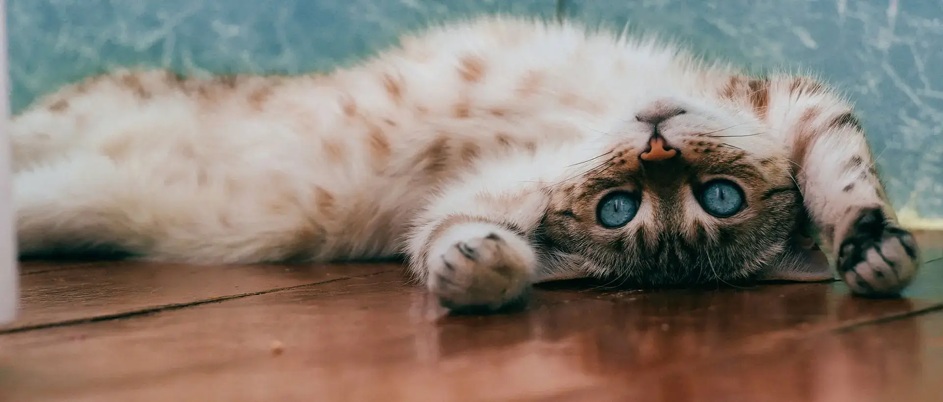 Cat lying on the floor playfully looking at the camera