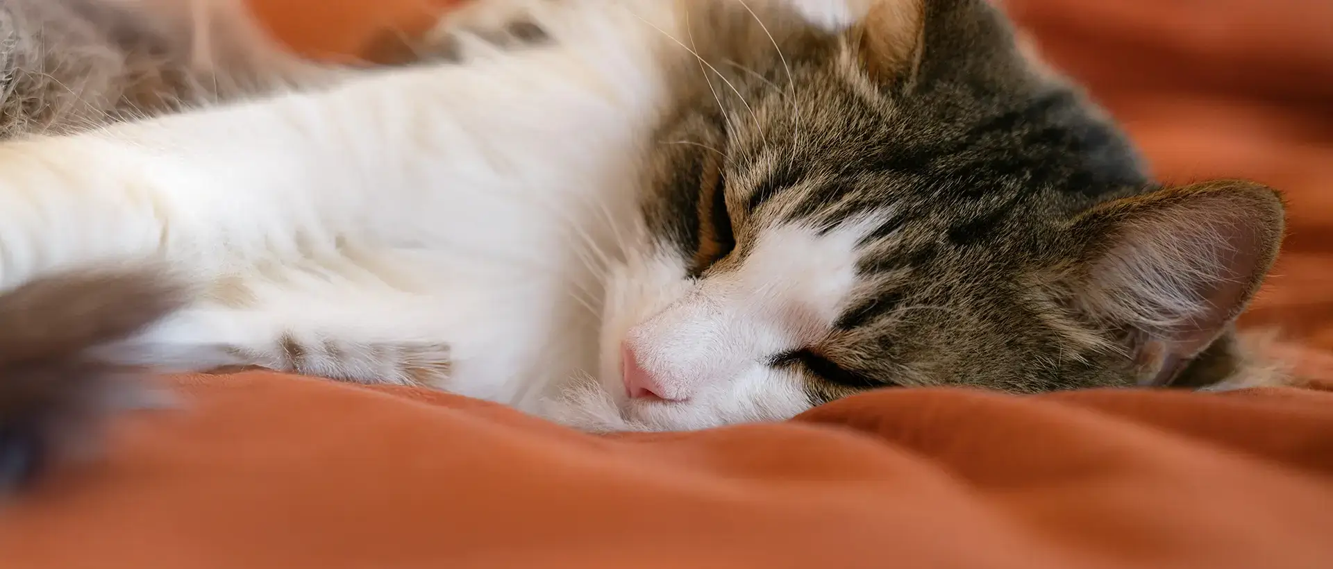 Cat sleeping peacfully on bed