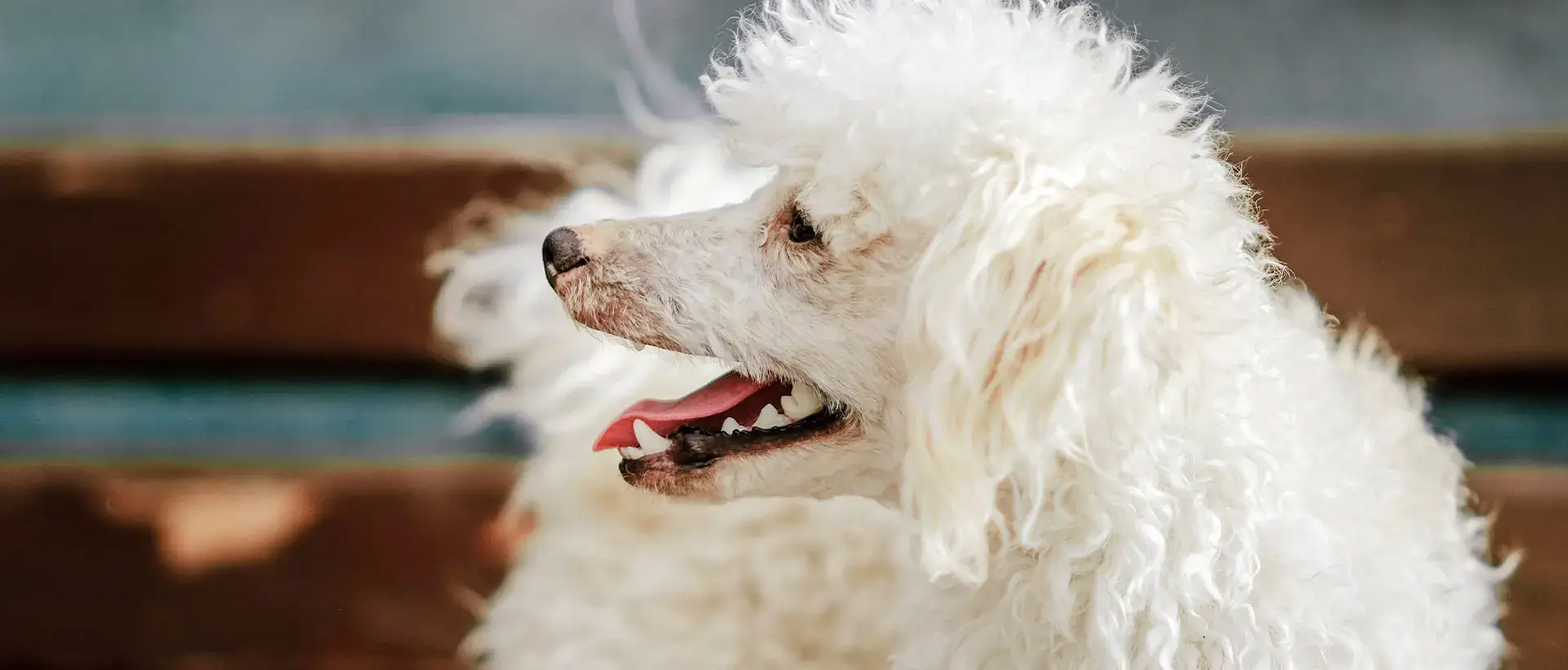 A white curly-haired dog looking to the side with its mouth open