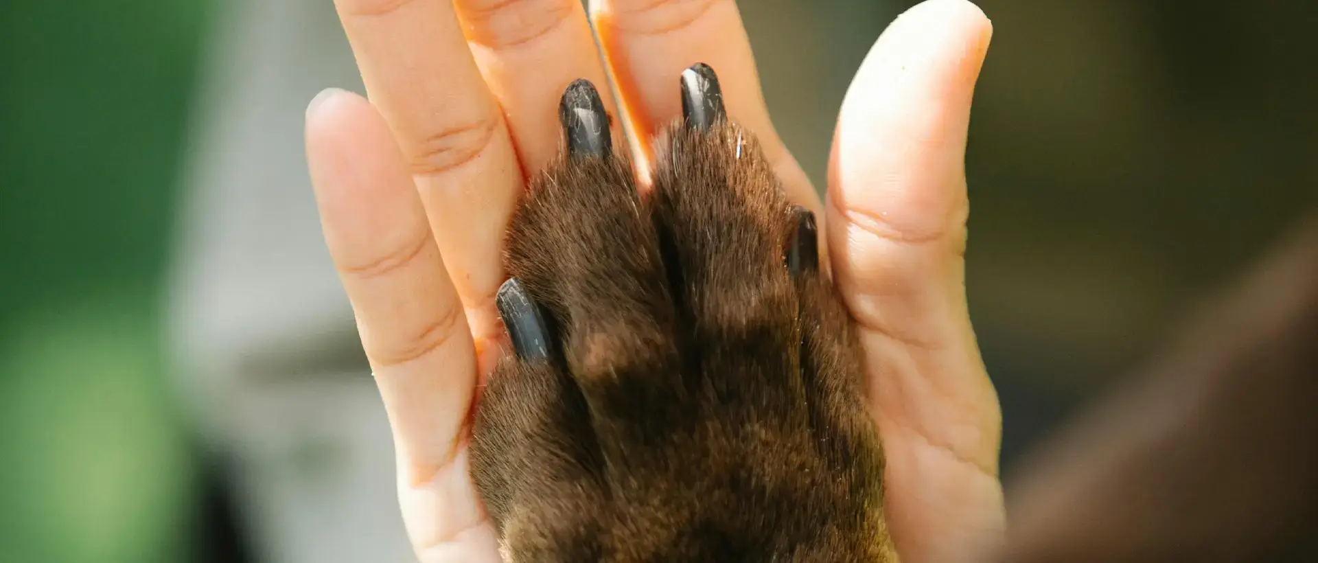 A close-up of a dog’s brown paw gently resting in a person’s hand