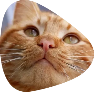 Ginger cat looking upwards