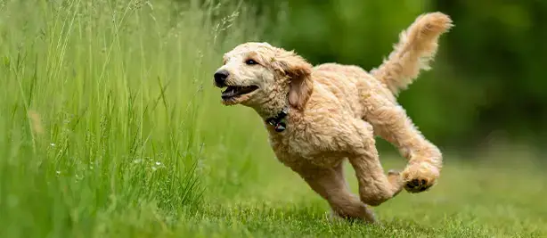 A curly-haired light brown dog running through green grass