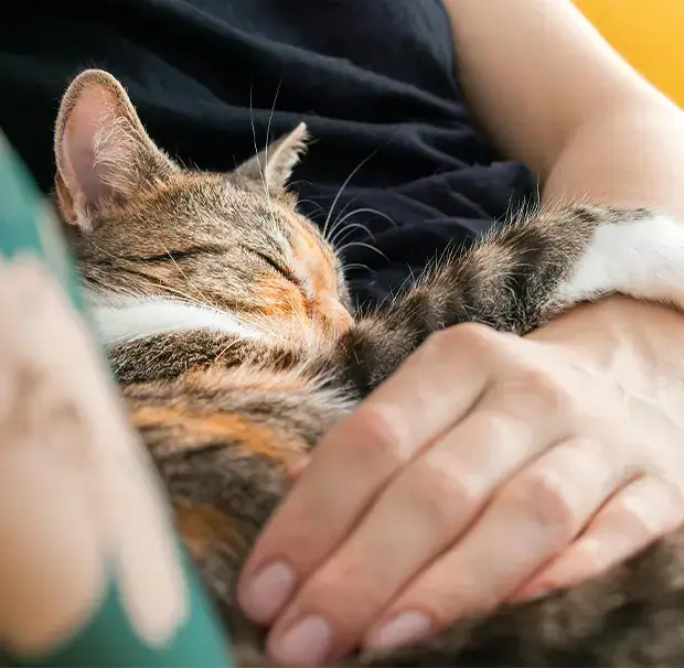 A cat sleeping while being held