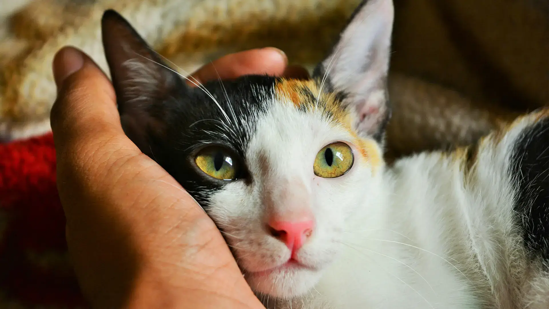 A close-up of a calico cat being held gently