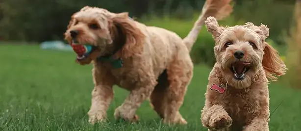 Two curly-haired dogs running on grass