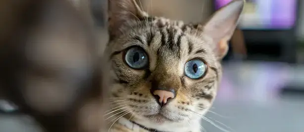 A close-up of a cat with blue eyes