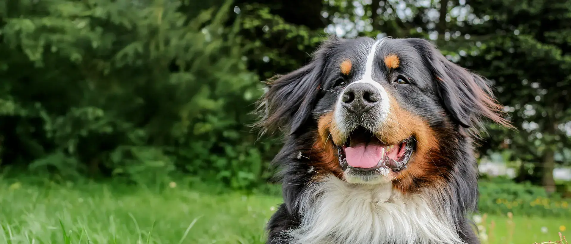 A black, white, and tan dog sitting outdoors with its tongue out