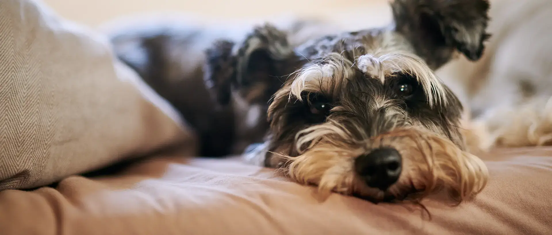 A small dog lying with its head resting on a couch
