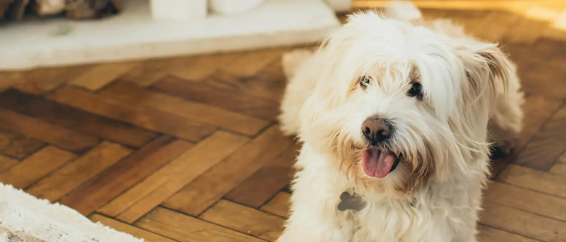Dog lying on a wooden floor