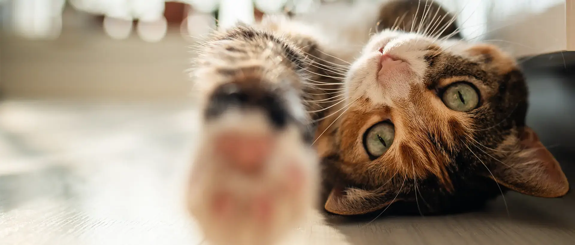 A cat lying on its back with one paw reaching towards the camera