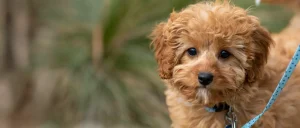 Puppy on a leash going for a walk