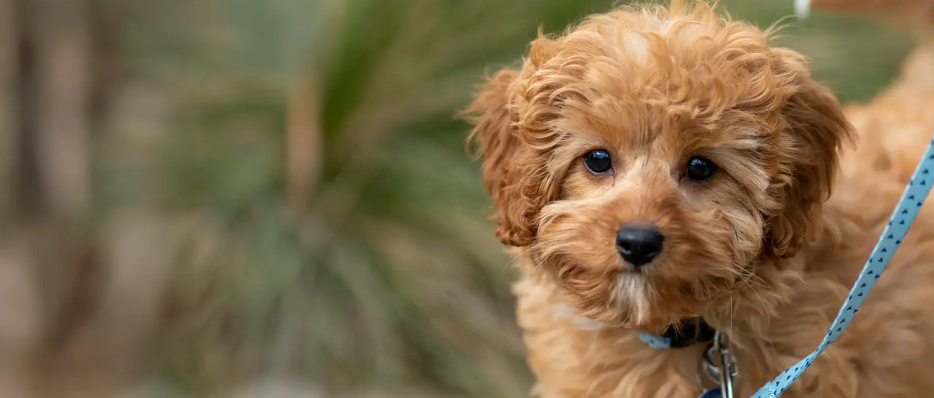 Puppy on a leash going for a walk