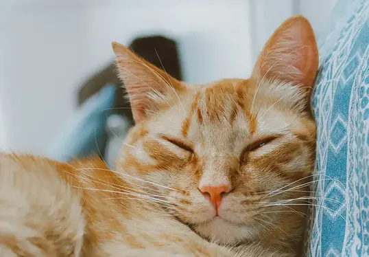 A ginger cat sleeping against a cushion