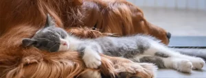 A sleeping kitten with its head resting on a sleeping dog