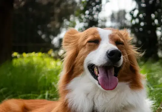 A brown and white dog sitting in grass with its tongue out