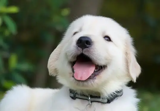 A fluffy white puppy with a black collar and its tongue out, sitting outside