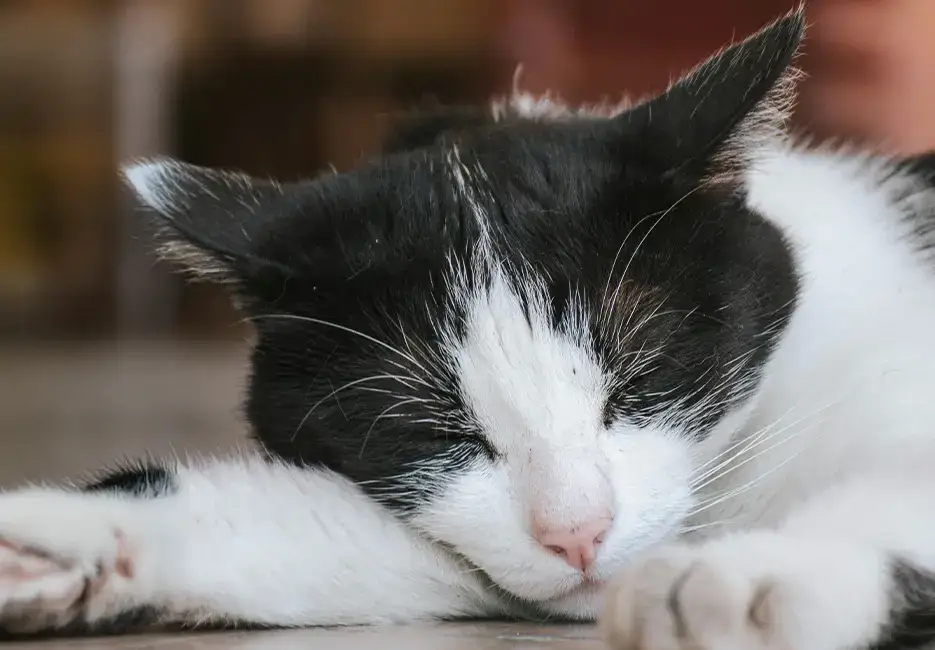 A black and white cat sleeping