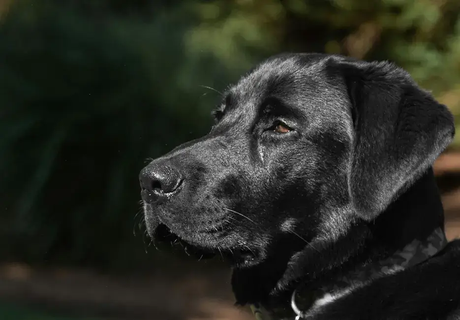 A close-up of a black dog looking to the side