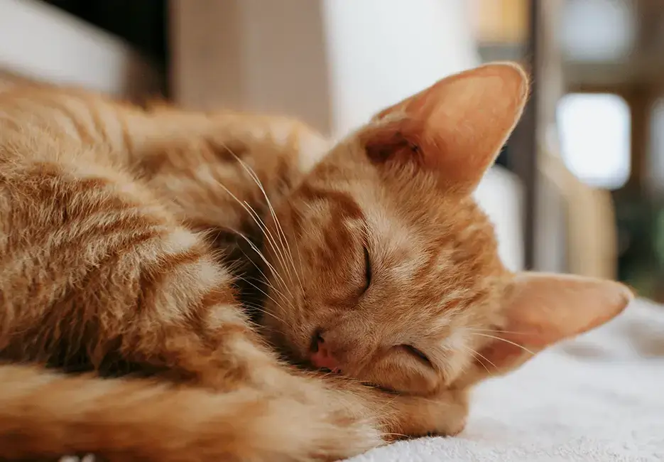 A ginger kitten sleeping with its head resting on its paw