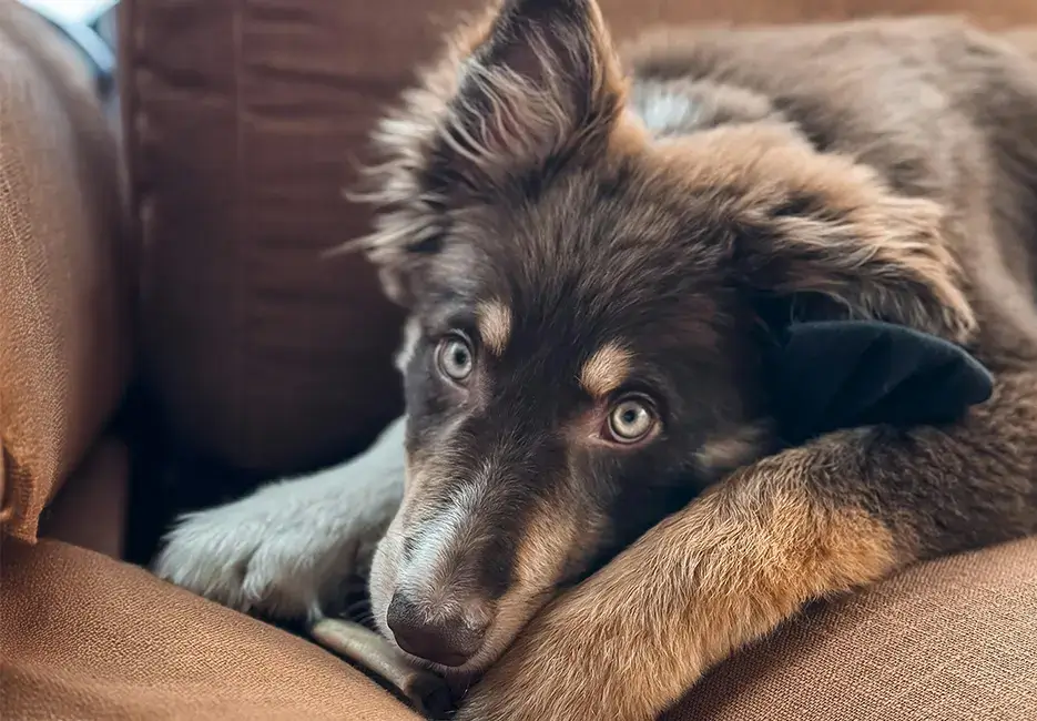 A brown and tan puppy resting its head on a sofa cushion