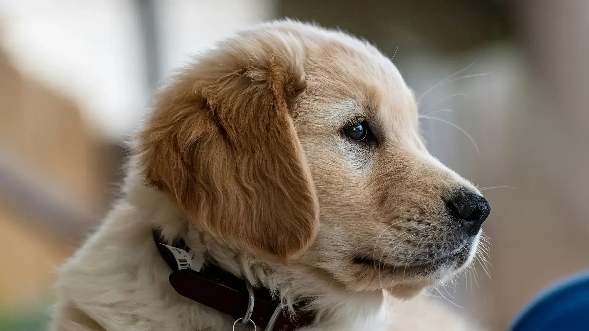 Puppy looking away from the camera