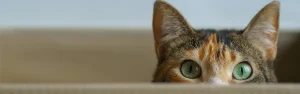 A cat with green eyes peeking over a surface