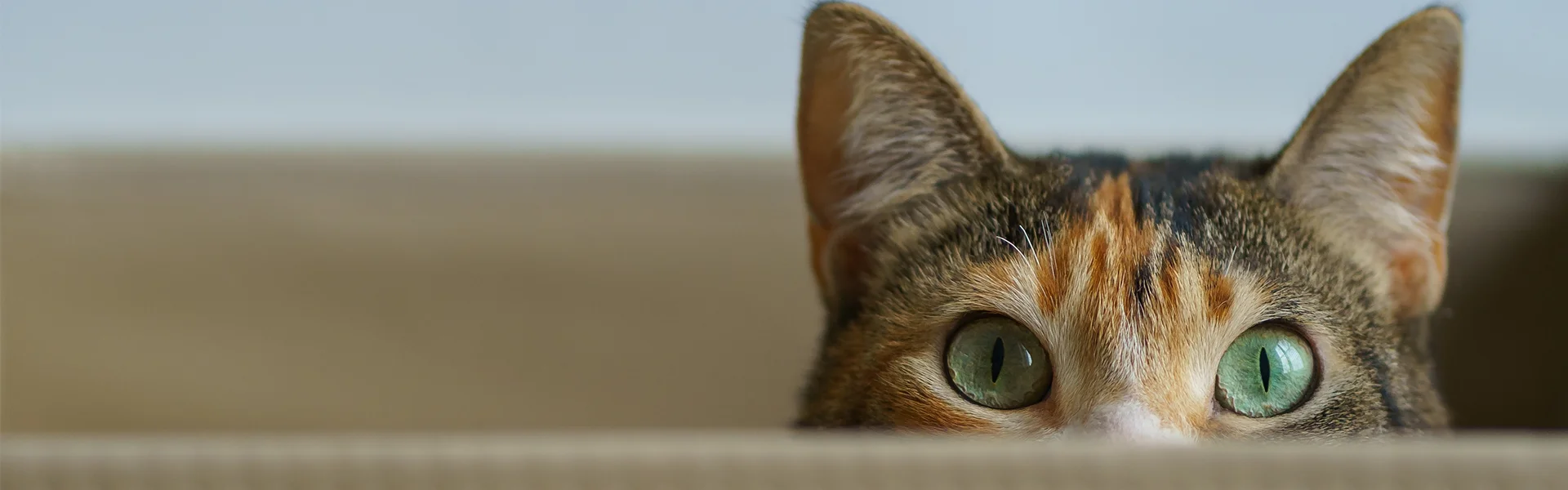A cat with green eyes peeking over a surface