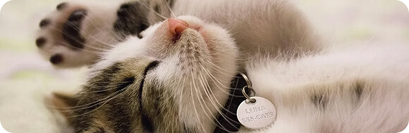 A cat sleeping peacfully