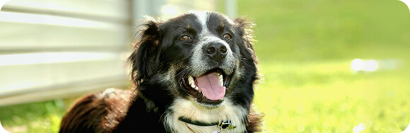 A dog outside on the grass