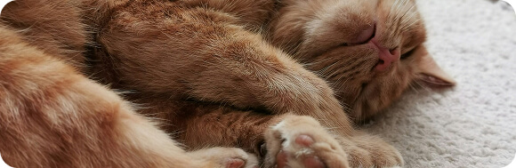 A cat sleeping on a carpet
