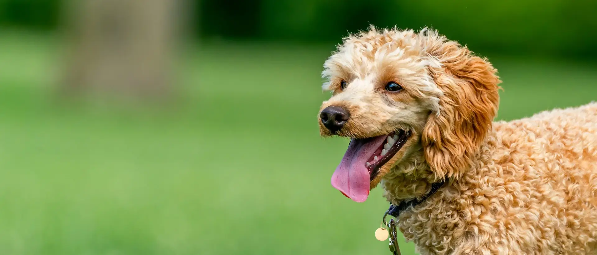 Dog walking through the grass