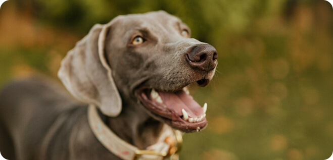 A dog looking upwards slightly