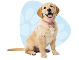 Happy dog surrounded by paw icons