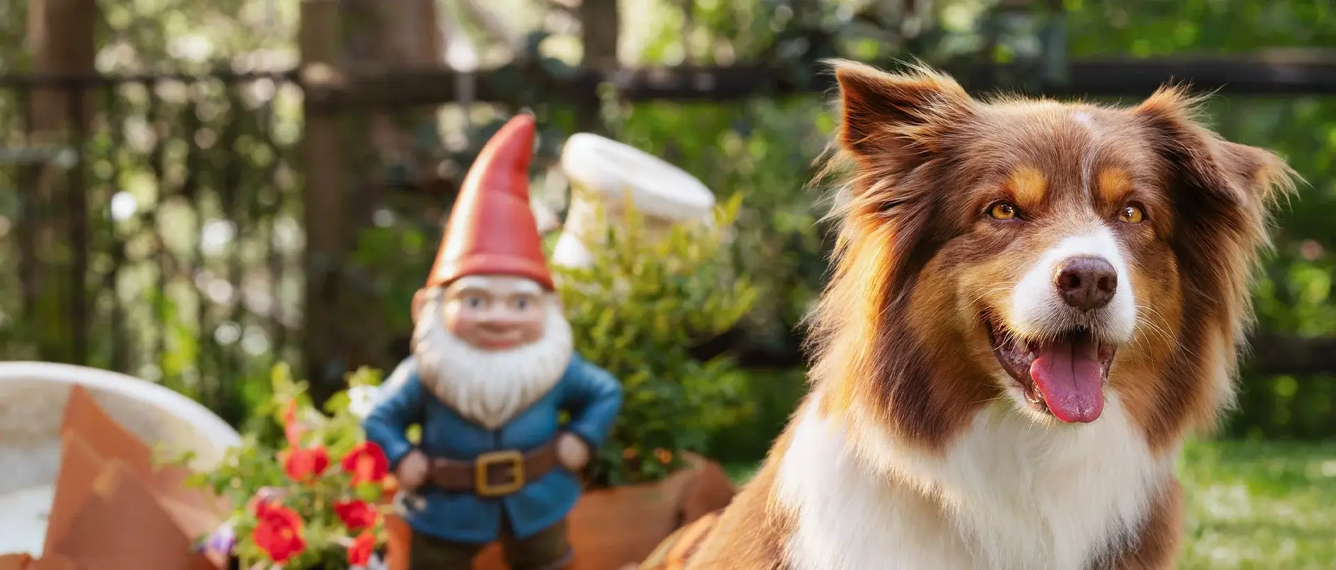 A brown and white dog sitting outdoors with its mouth open, with a blurred garden gnome in the background.