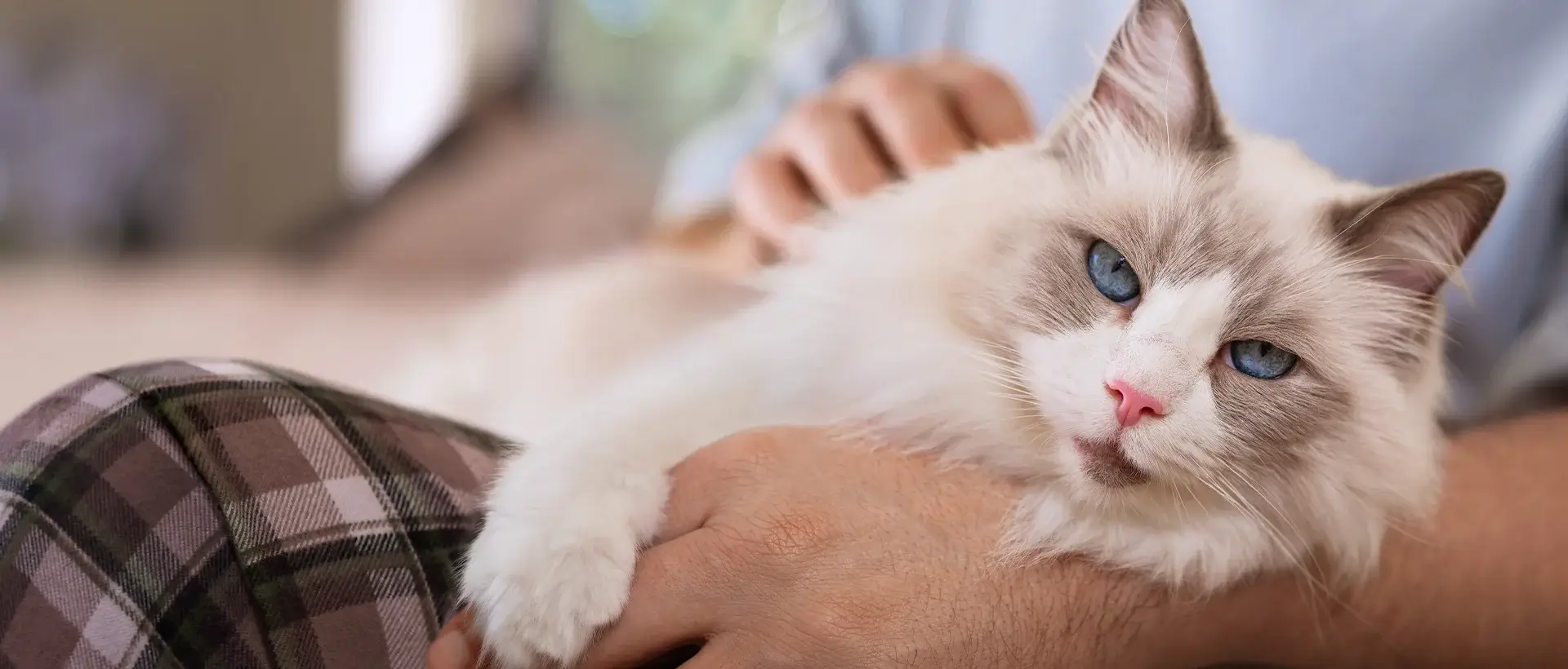 A fluffy white and grey cat with blue eyes resting in someone’s arms.