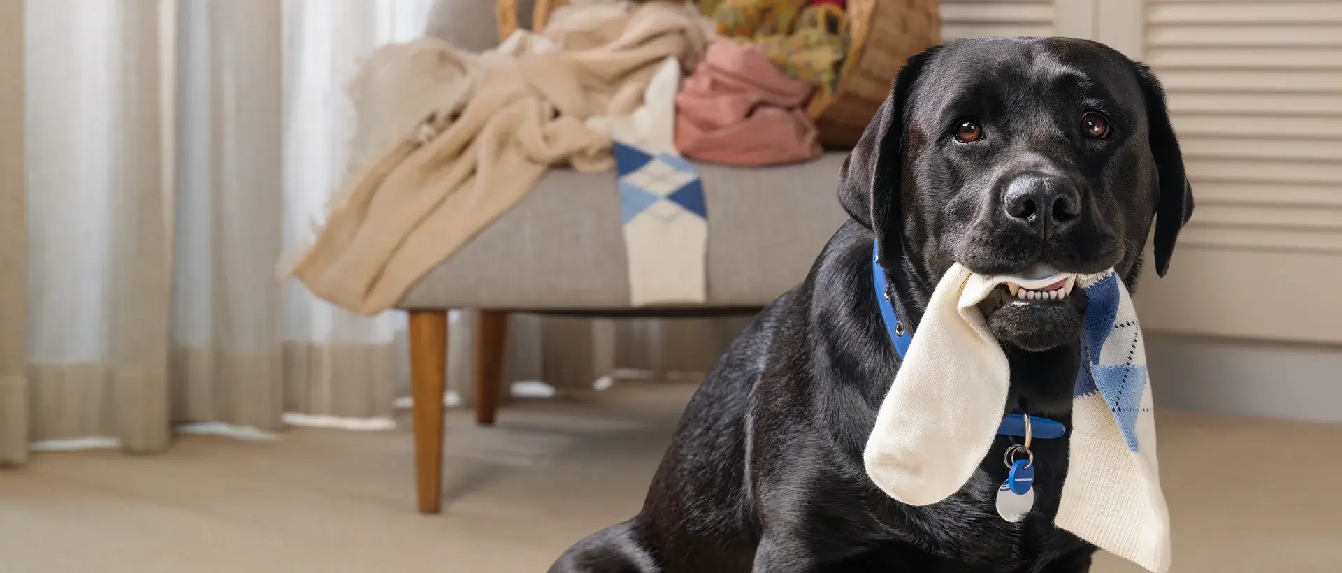 A black dog wearing a blue collar, holding a white sock in its mouth, with an overturned washing basket in the background.