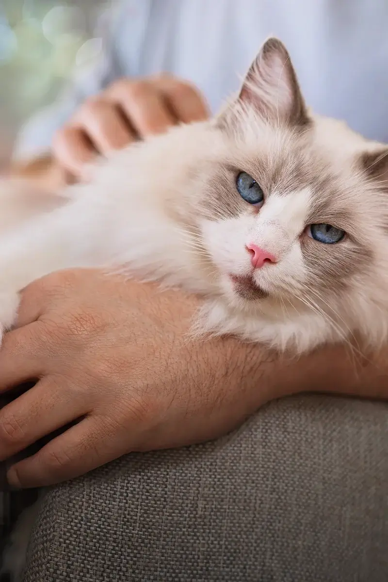 A fluffy white and grey cat with blue eyes resting in someone’s arms.