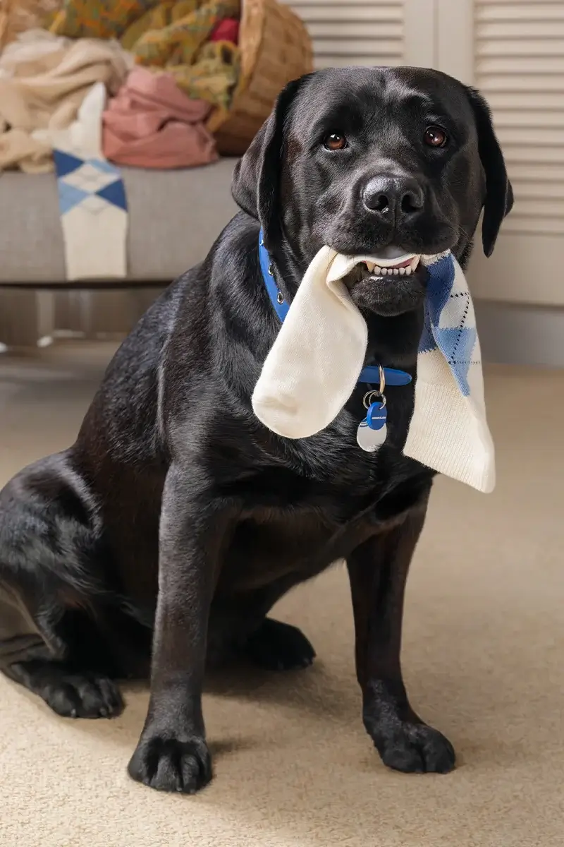 A black dog wearing a blue collar, holding a white sock in its mouth, with an overturned washing basket in the background.
