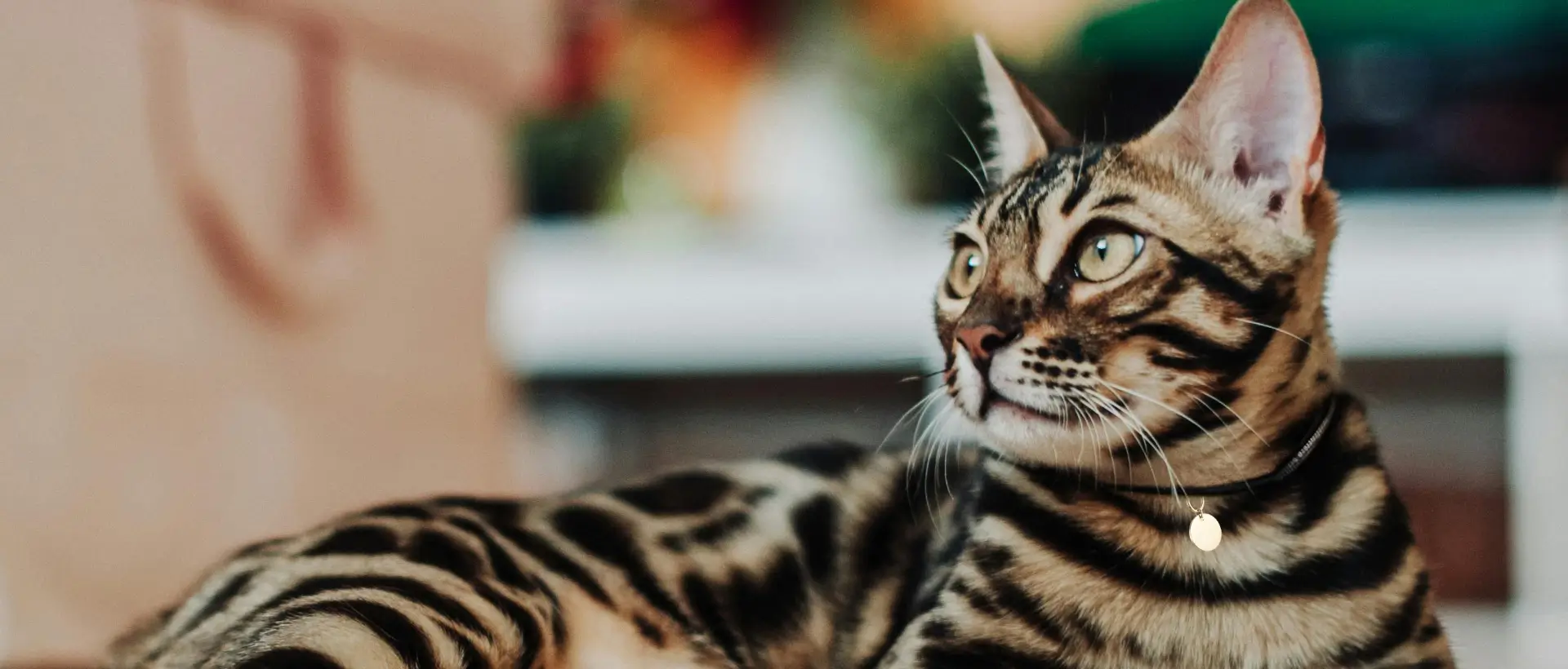 A striped cat