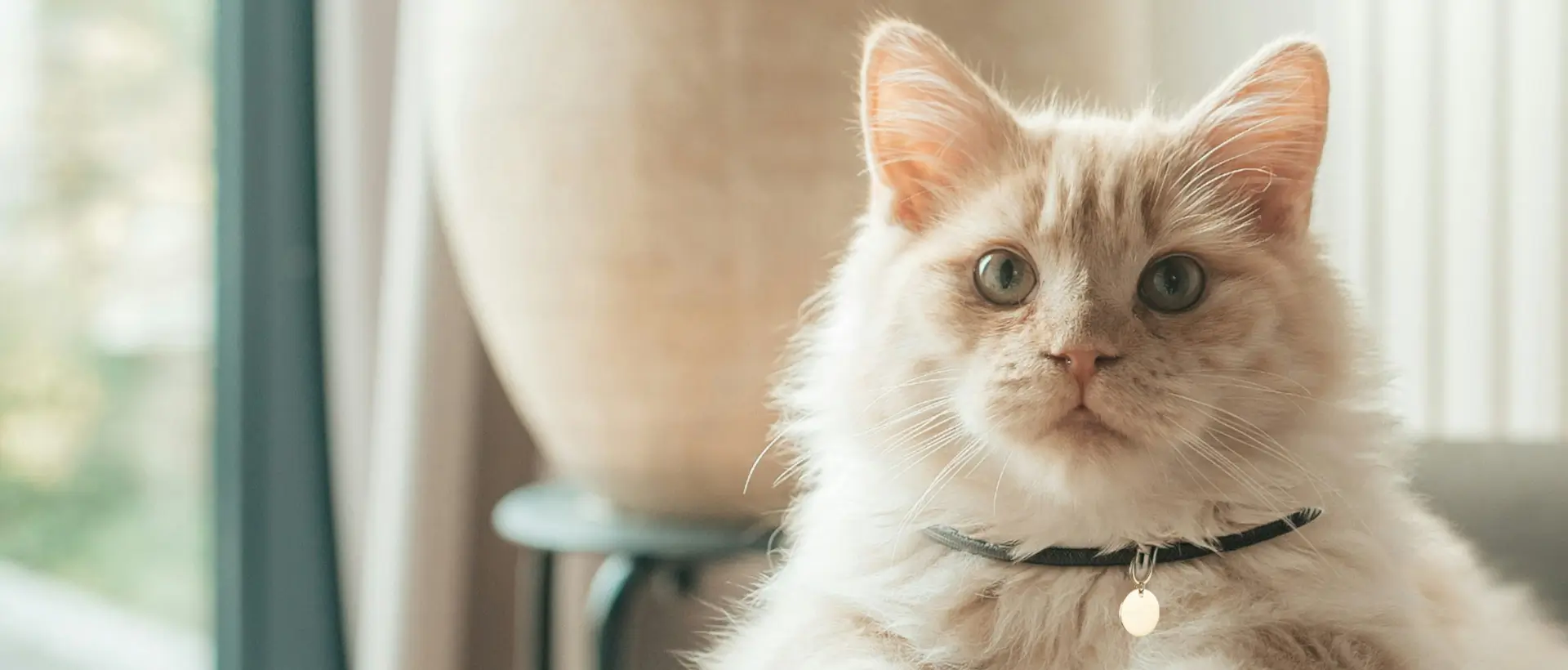 A tagged and collared cat