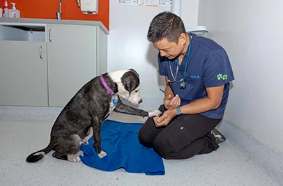 A dog giving paw to an RSPCA representative