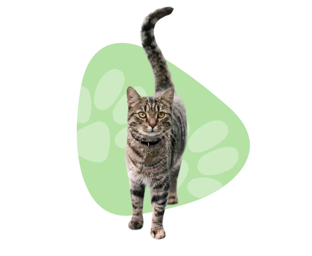 Cat surrounded by paw icons