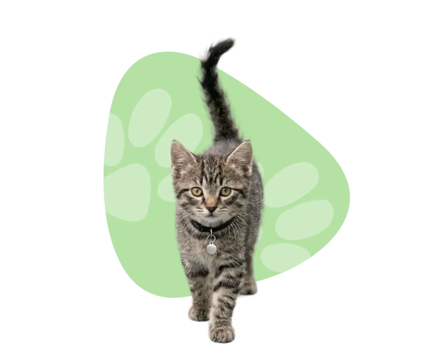 Kitten surrounded by paw icons